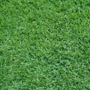 Close-up view of dense, healthy TifGrand grass blades covering the ground—an ideal choice for anyone seeking top-quality sod in Phoenix.