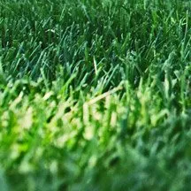 Close-up view of green grass blades in sunlight, highlighting a dense and healthy TifGrand lawn with vibrant color and rich texture.