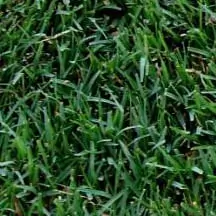 Close-up view of lush, green grass blades densely packed together, showcasing healthy and well-maintained sod—perfect for creating vibrant lawns in Phoenix.