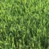 Close-up view of lush green TifTuf grass blades, densely packed and upright, with sunlight showcasing their vibrant color—ideal for creating premium Sod Phoenix lawns.