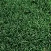 Close-up view of lush, green Midiron grass blades growing densely together, creating a healthy and vibrant lawn surface—perfect for those seeking premium sod in Phoenix.