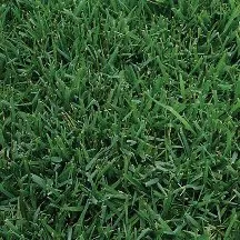 Close-up view of lush, green Midiron grass blades growing densely together, creating a healthy and vibrant lawn surface—perfect for those seeking premium sod in Phoenix.