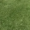 Trophy Plus Tall Fescue