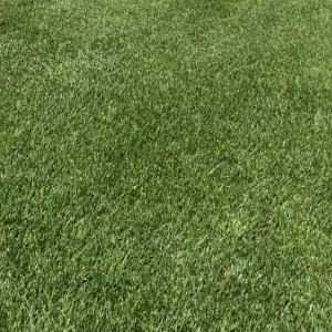 A close-up view of a lush, green lawn with evenly cut blades of grass, highlighting the vibrant results of Trophy Plus Tall Fescue covering the entire area.