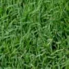Tifgreen 328 Bermuda