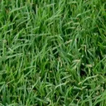 Close-up view of green grass blades growing densely together, creating a lush and healthy lawn surface—perfect for those seeking premium sod in Las Vegas.