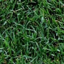 Close-up view of green grass blades densely packed together, showcasing a healthy lawn with various shades of green—perfect for those seeking premium sod in Las Vegas.