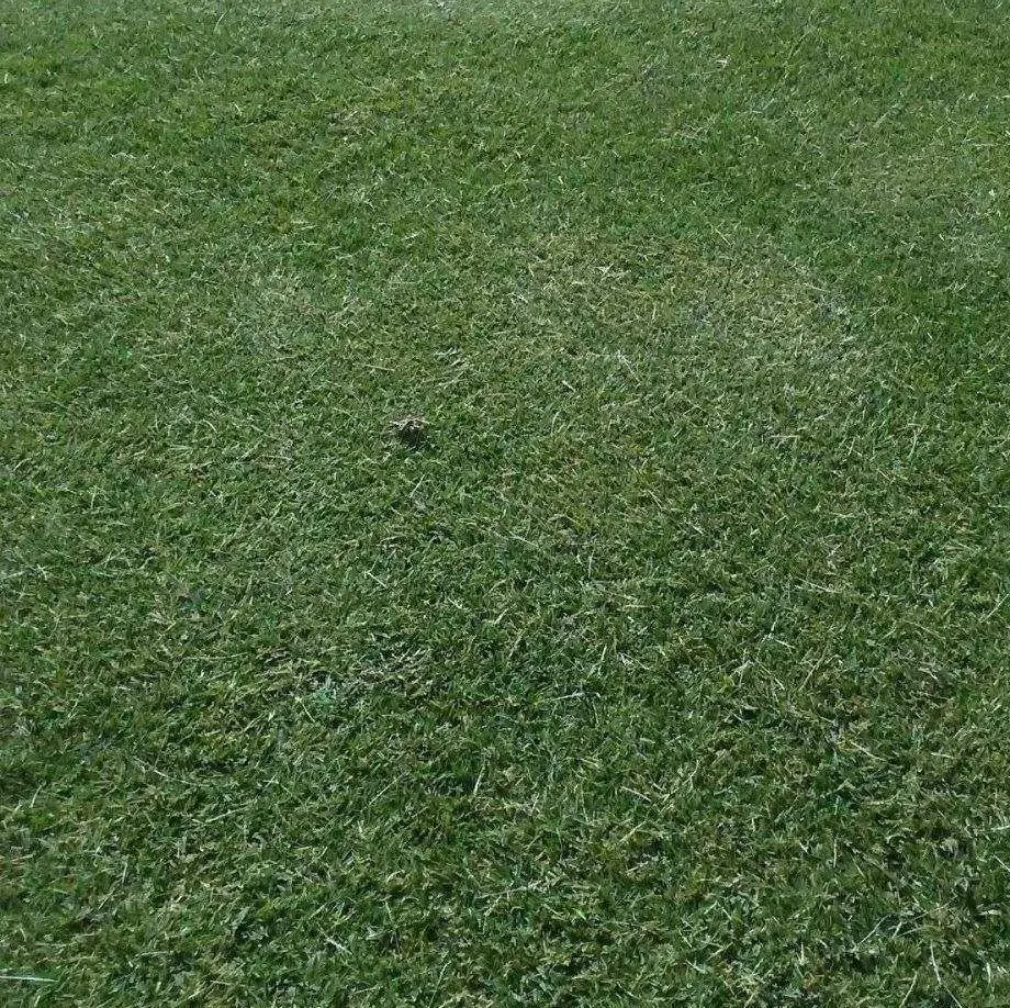 A patch of green sod in Las Vegas with a small frog blending in near the center, making it difficult to spot at first glance.