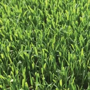 Close-up of TifTuf Bermuda artificial grass: vibrant green, densely packed upright blades closely resemble natural lawn—making it a popular, low-maintenance sod alternative for Las Vegas homeowners.
