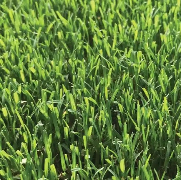 Close-up of TifTuf Bermuda artificial grass: vibrant green, densely packed upright blades closely resemble natural lawn—making it a popular, low-maintenance sod alternative for Las Vegas homeowners.